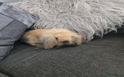 Mini Lion Lop rabbits for sale: 8 weeks Tiny MINI LION LOP BABY Boy - Image 4