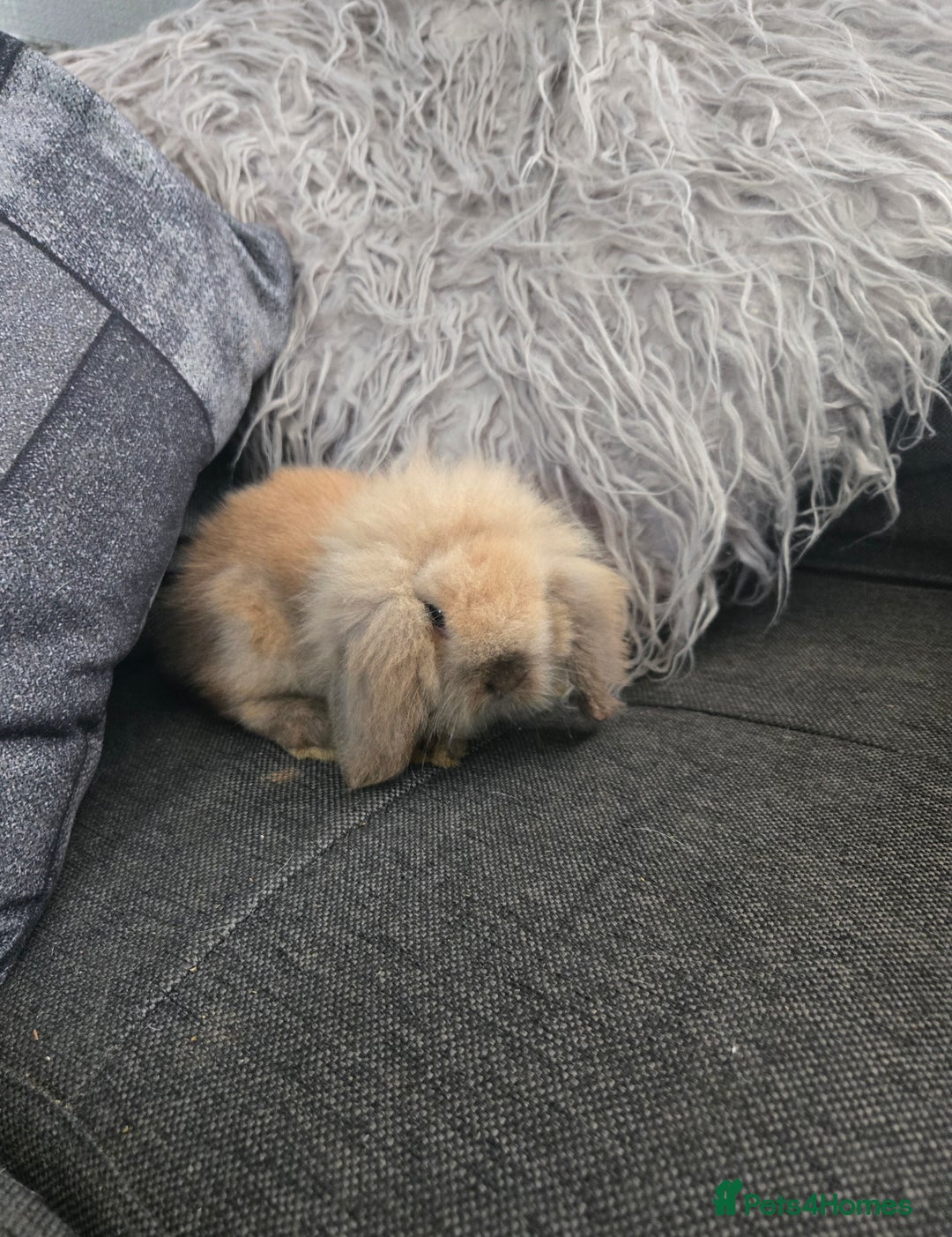 Mini Lion Lop rabbits for sale: 8 weeks Tiny MINI LION LOP BABY Boy - Image 4