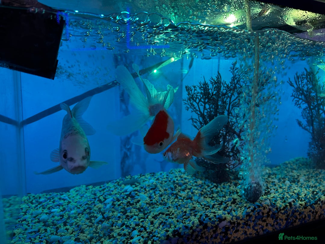 Koi Carp fish for sale: Koi ( only the silver one)  - Advert 2