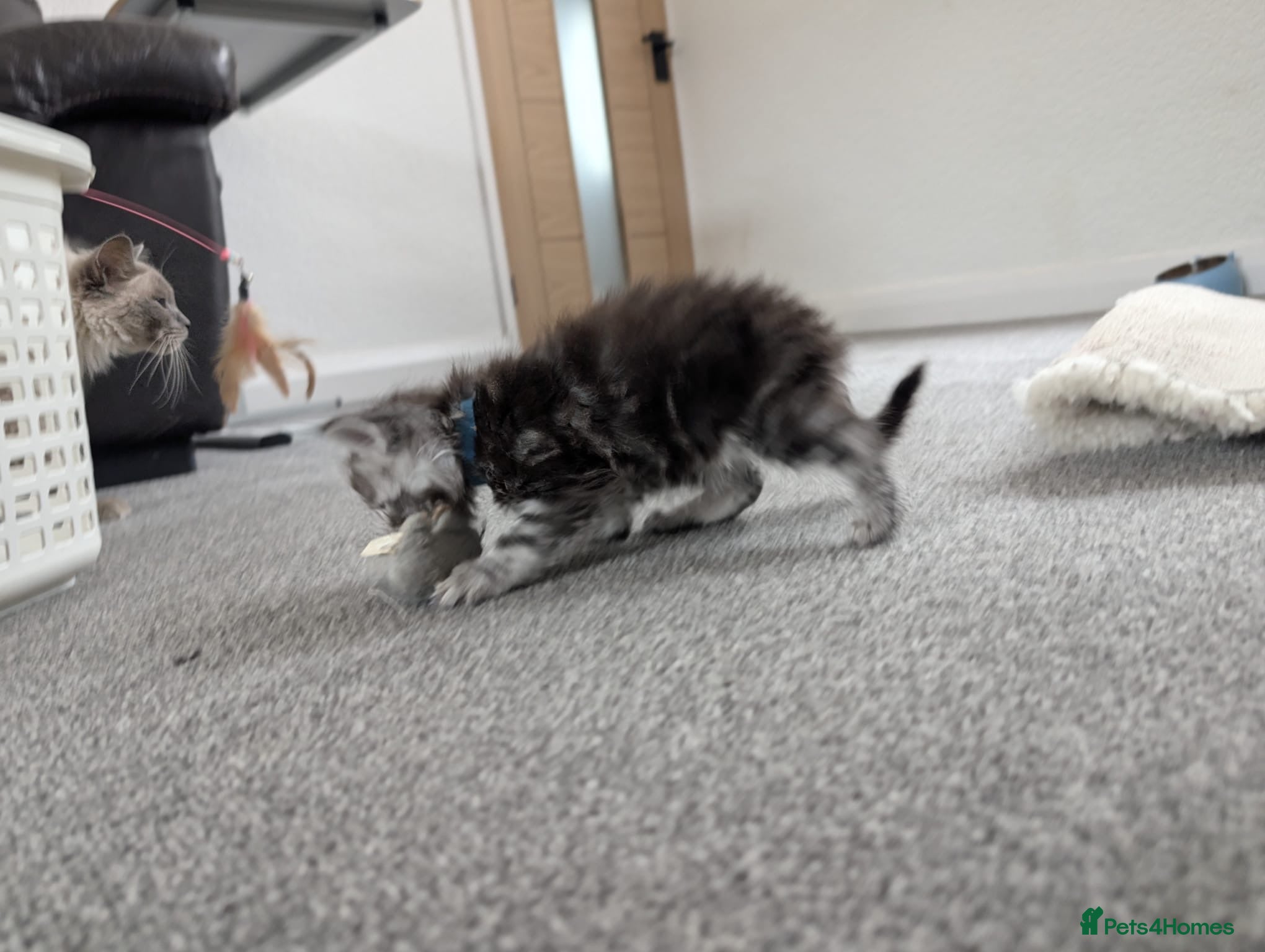 Maine Coon cats for sale: Maine coon kittens  - Advert 2