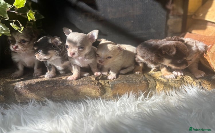 Chihuahua dogs - Advert 2