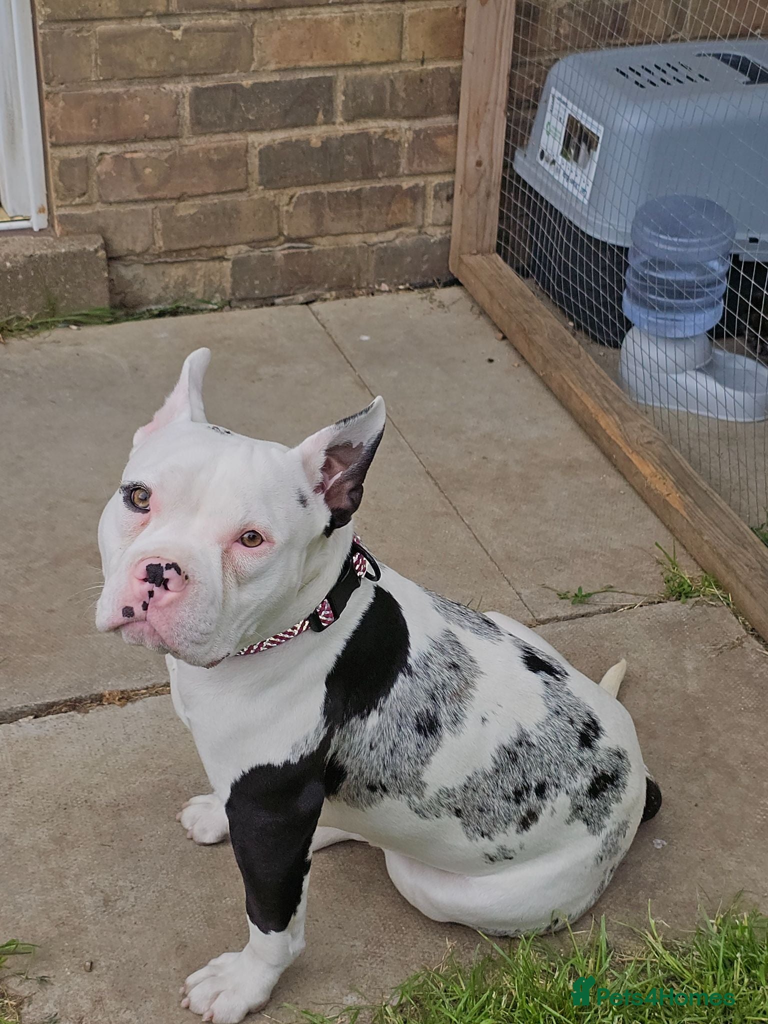 American Bully dogs Pocket bully female abkc  - Advert 1