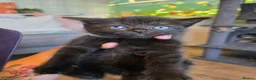 Mixed Breed cats for sale: 5 beautiful female kittems - Advert 7