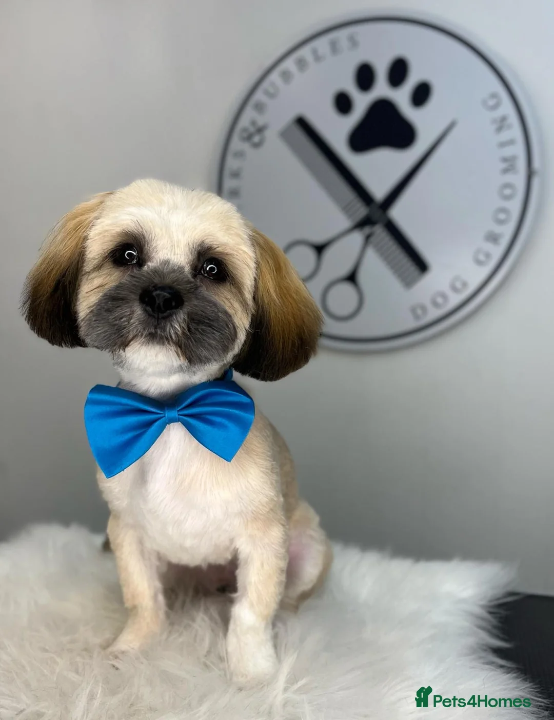 Lhasa Apso dogs for sale: Male not female  Loveable puppy 7 months old  - Advert 2