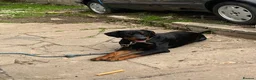 Dobermann dogs for sale: Snoop Dogg in Wakefield - Advert 4