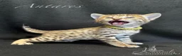 Savannah cats for sale: Excellent Quality Tica Registered Purebred kittens - Advert 23