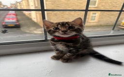 Bengal cats for sale: 6 Stunning Bengal kittens - Image 25