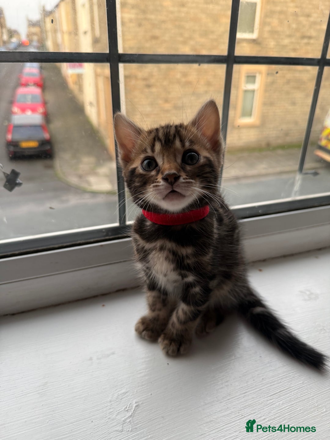 Bengal cats for sale: 6 Stunning Bengal kittens - Image 25