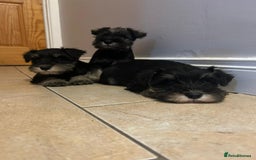 Miniature Schnauzer dogs for sale: KC Reg Miniature Schnauzer Puppies - Image 4