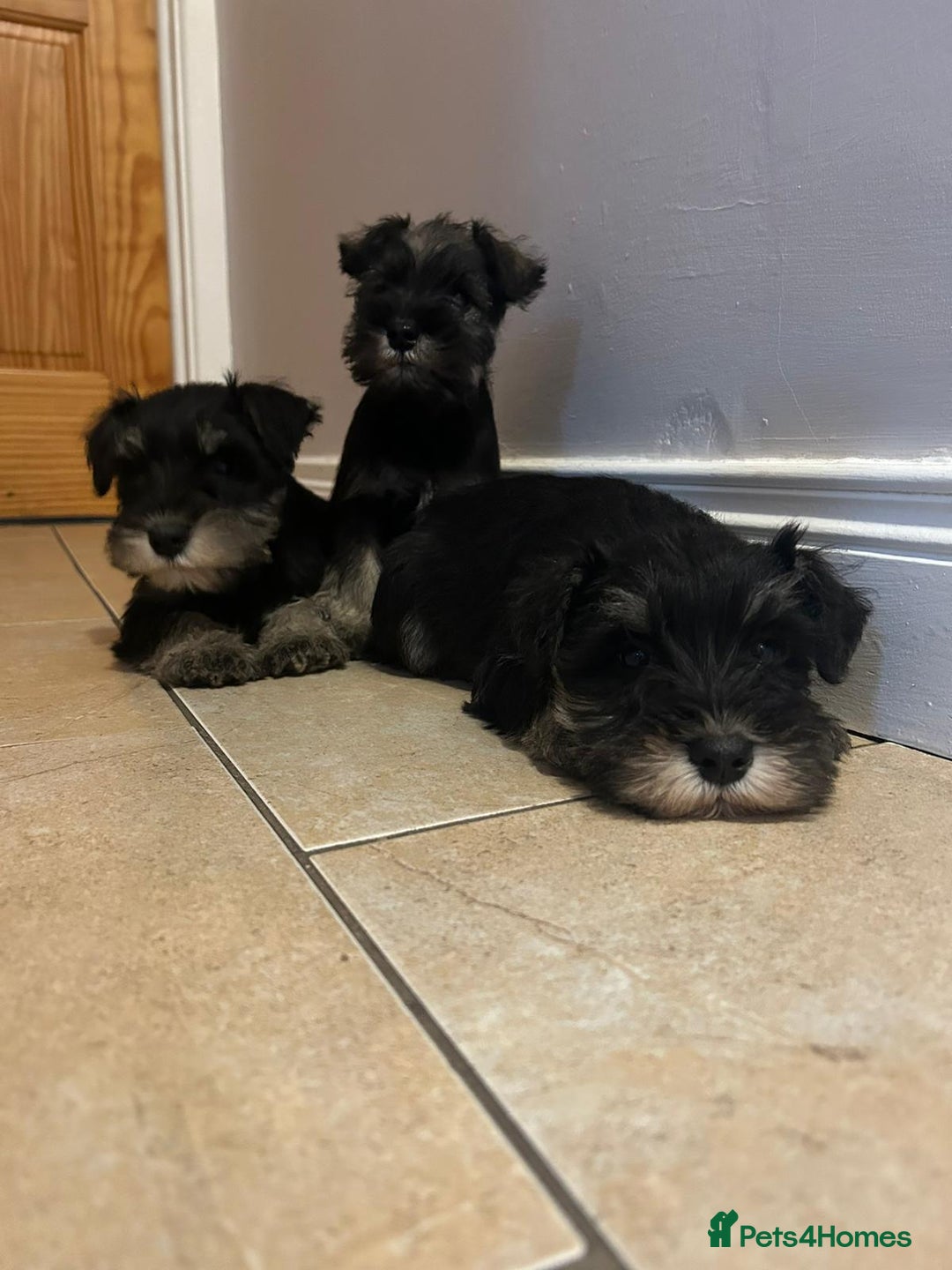 Miniature Schnauzer dogs for sale: KC Reg Miniature Schnauzer Puppies - Image 4
