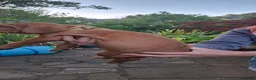 Hungarian Vizsla dogs for sale: 2 beautiful strong WH vizsla pups remaining. - Advert 26