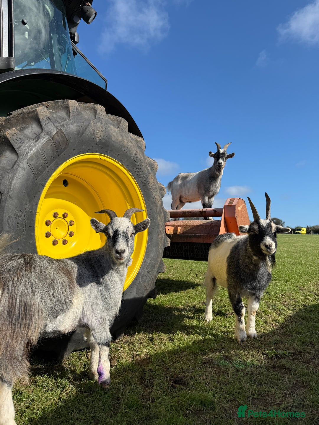 Goats livestock for sale: 3 Pygmy cross goats  - Advert 1