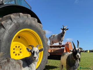 Goats livestock 3 Pygmy cross goats - Advert 1