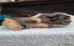 Guinea Pig rodents for sale: Baby Female Guineapigs  - Image 2