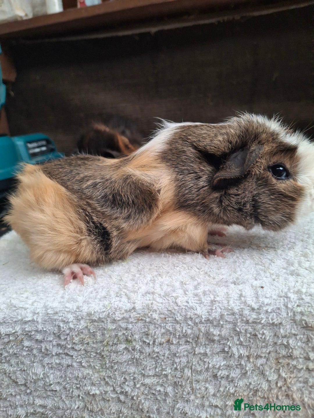 Guinea Pig rodents for sale: Baby Female Guineapigs  - Image 2