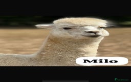 Alpaca livestock for sale: Alpaca Stud Males  - Image 3