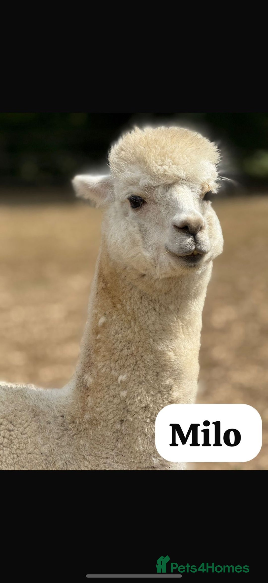 Alpaca livestock for sale: Alpaca Stud Males  - Image 3