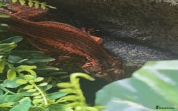 Gecko reptiles for sale: Male Gargoyle Gecko - Image 2