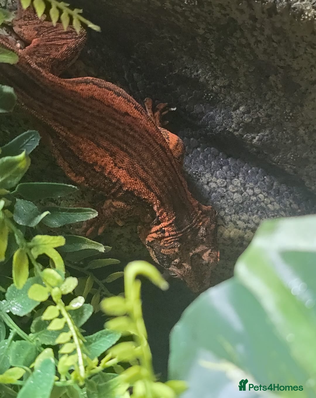 Gecko reptiles for sale: Male Gargoyle Gecko - Image 2