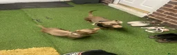 Miniature Dachshund dogs for sale: KC Registered Isabella Miniature Dachshund Girl  in Doncaster - Advert 5