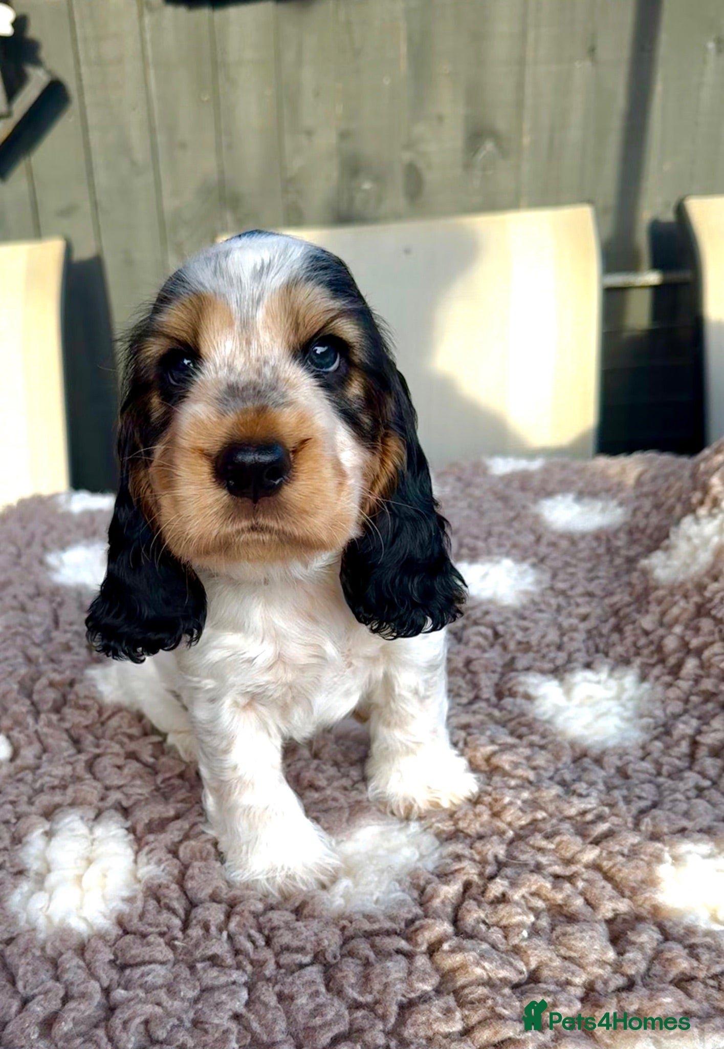 Cocker Spaniel dogs 🧡OUR LAST HANDSOME SHOW-TYPE COCKER LEFT 💙🧡 - Advert 5