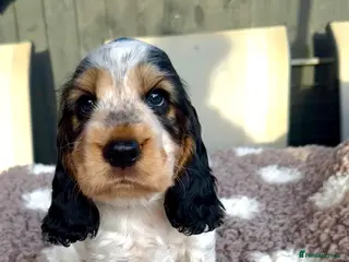 Cocker Spaniel dogs 🧡OUR LAST HANDSOME SHOW-TYPE COCKER LEFT 💙🧡 - Advert 5