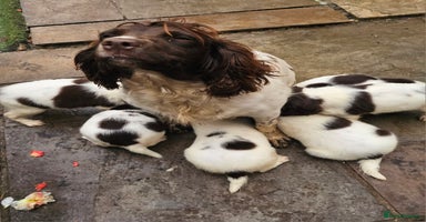 English Springer Spaniel dogs - Advert 11