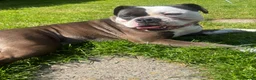 Alapaha Blue Blood Bulldog dogs for stud: Alapaha Blue Blood Bulldog Stud Available in Sheffield - Advert 5