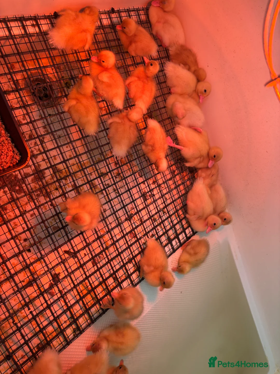 Ducks poultry for sale: White call duck pairs - Advert 2