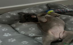 French Bulldog dogs for sale: Luna a 6 month old French bulldog puppy  - Image 5