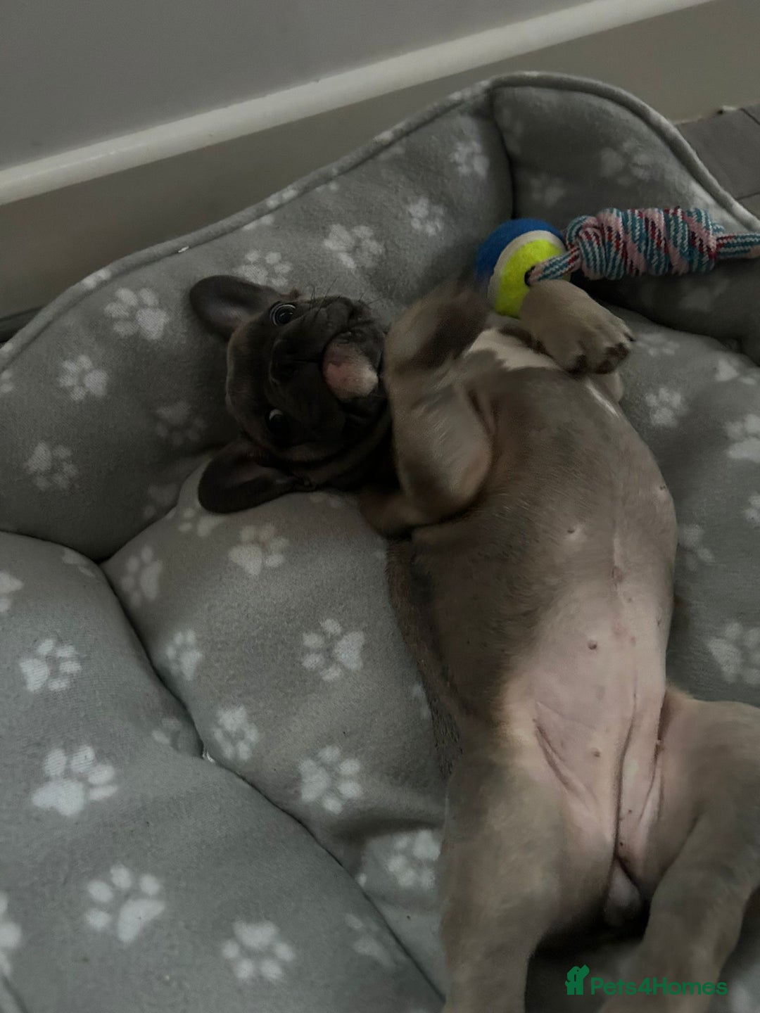 French Bulldog dogs for sale: Luna a 6 month old French bulldog puppy  - Image 5
