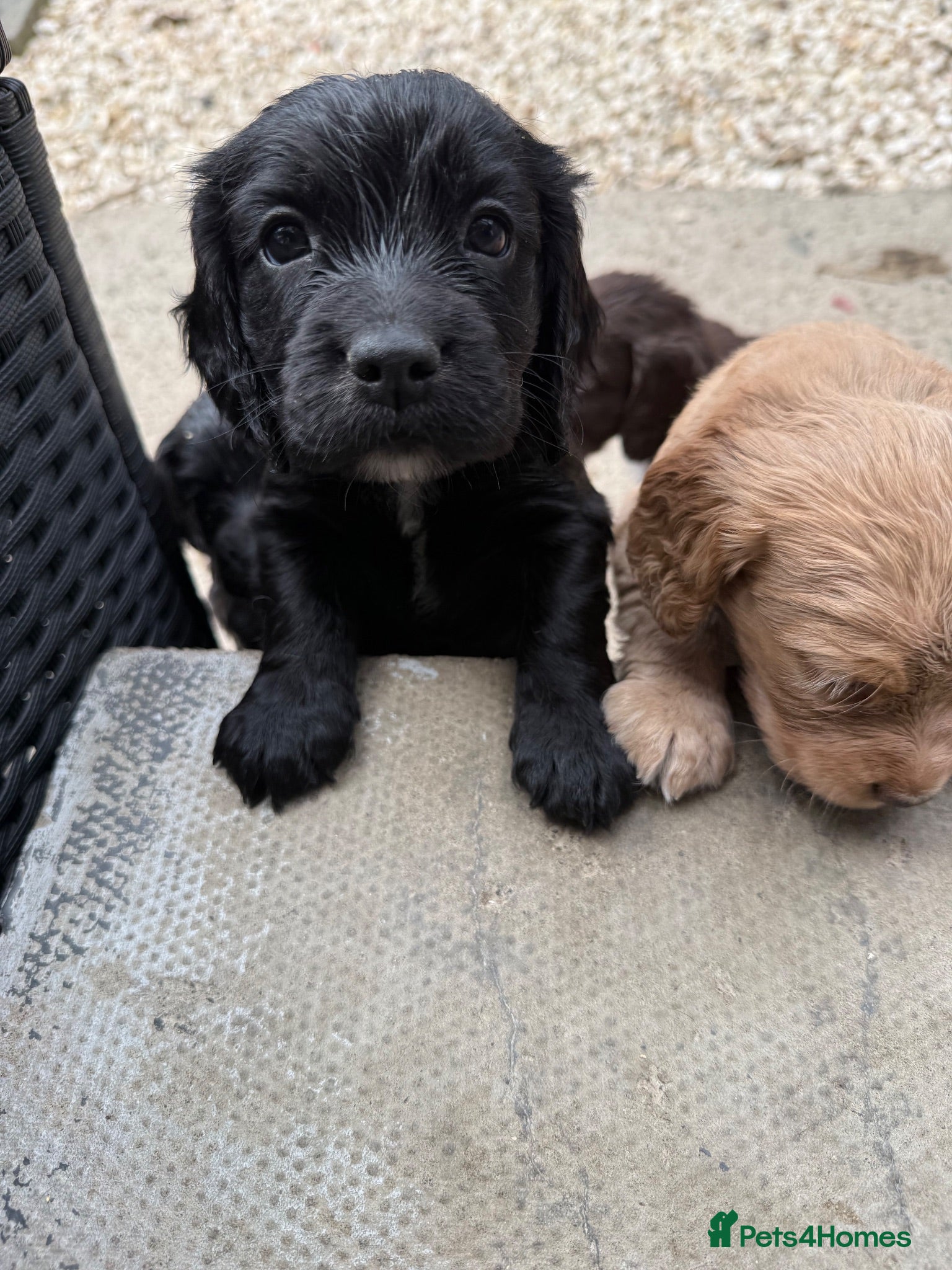 Cocker Spaniel dogs Cocker spaniels  - Advert 2