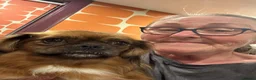Mixed Breed dogs for adoption: Pongo - In Ayr Looking for a Home  - Advert 7