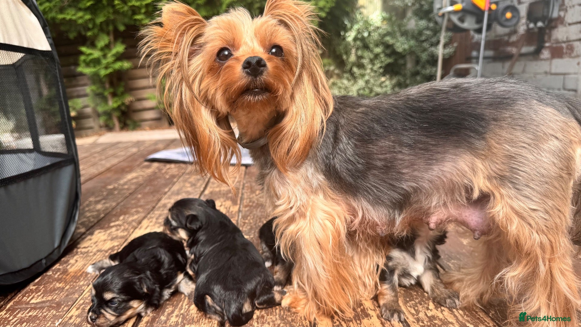 Morkie dogs Yorky x Maltize - Advert 1