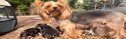 Morkie dogs for sale: Yorky x Maltize - Advert 1