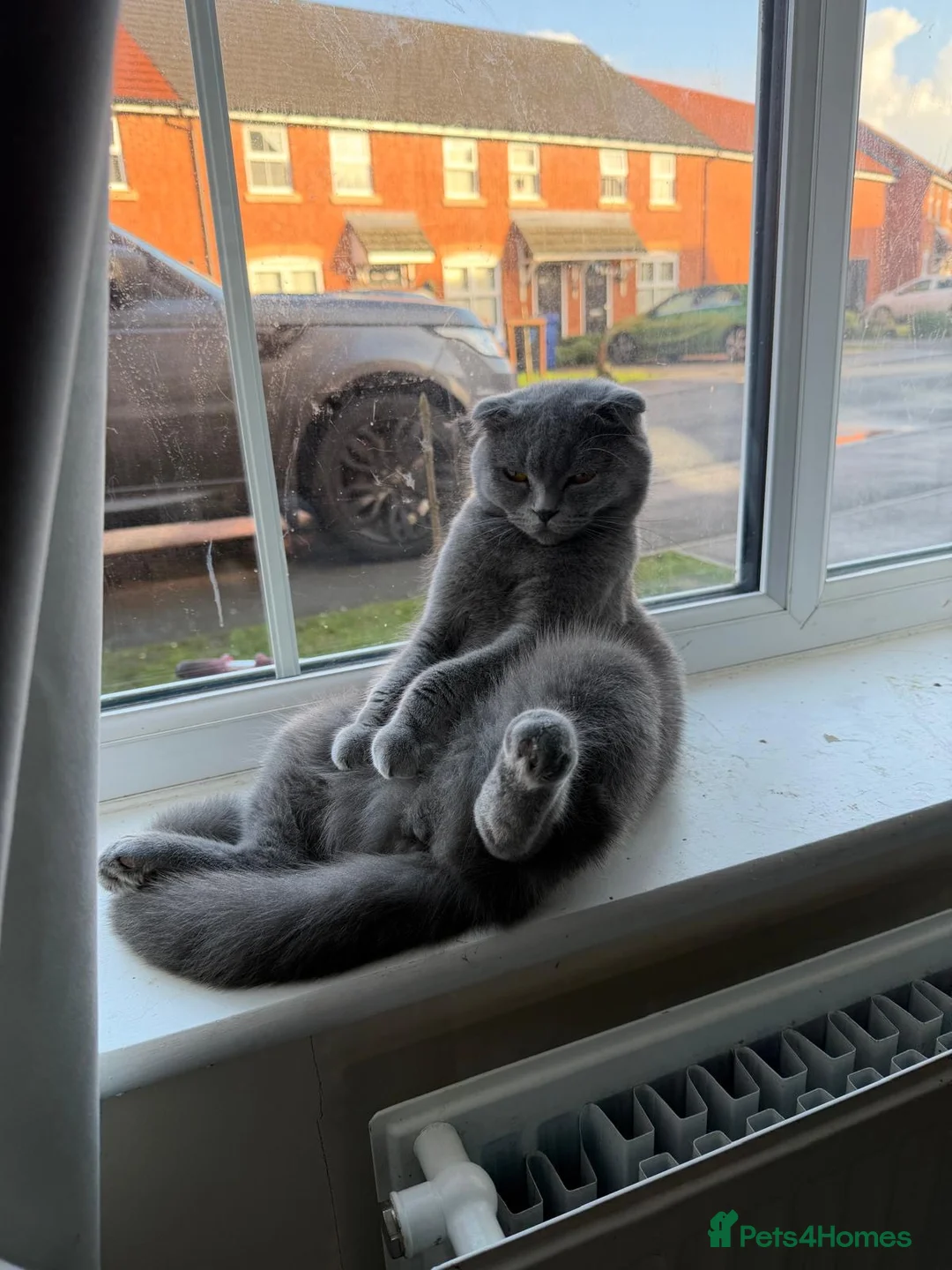 Scottish Fold cats for sale: female scottish fold  - Advert 8