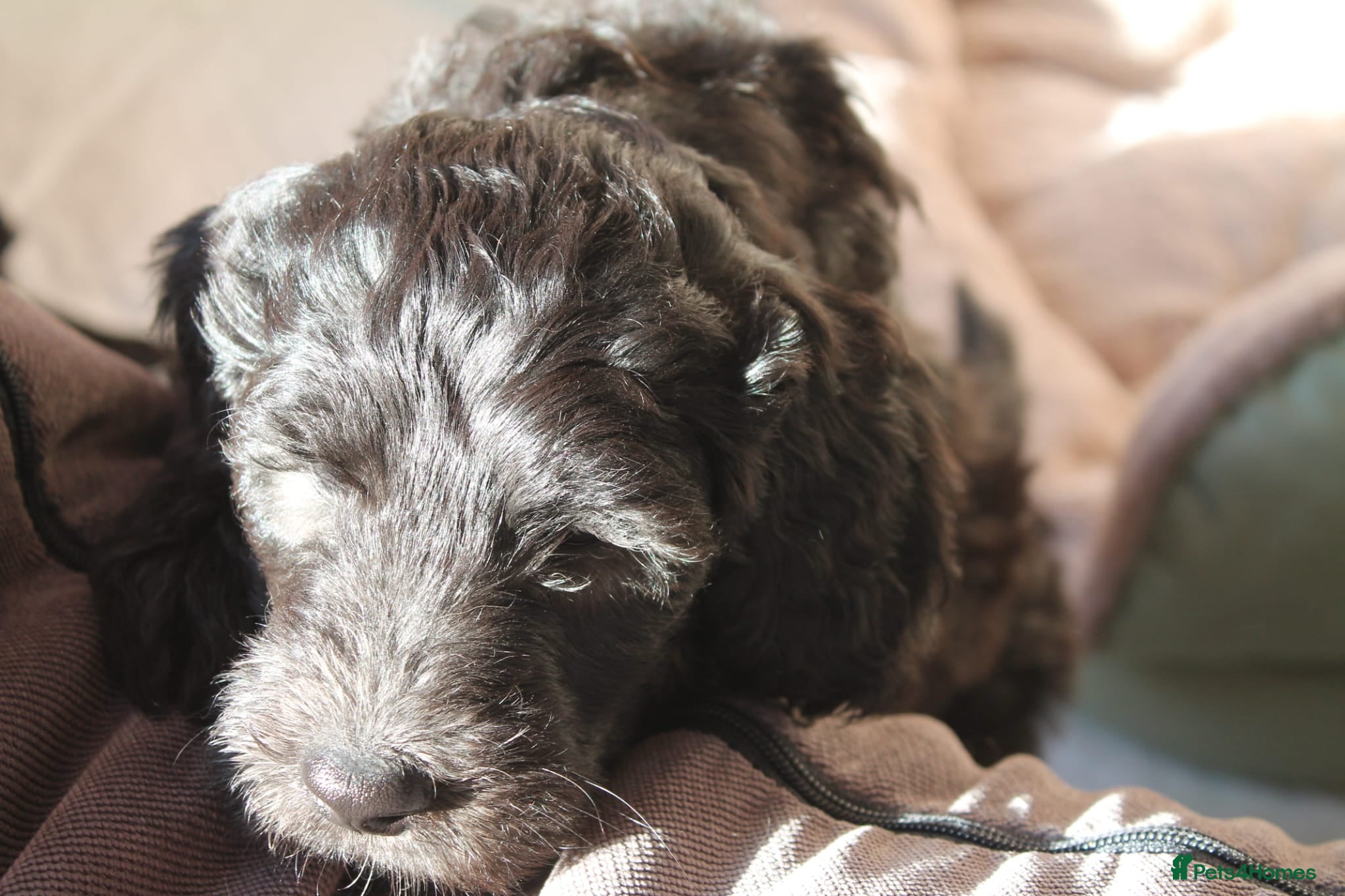 Goldendoodle dogs F1B Goldendoodle pupies - Advert 2