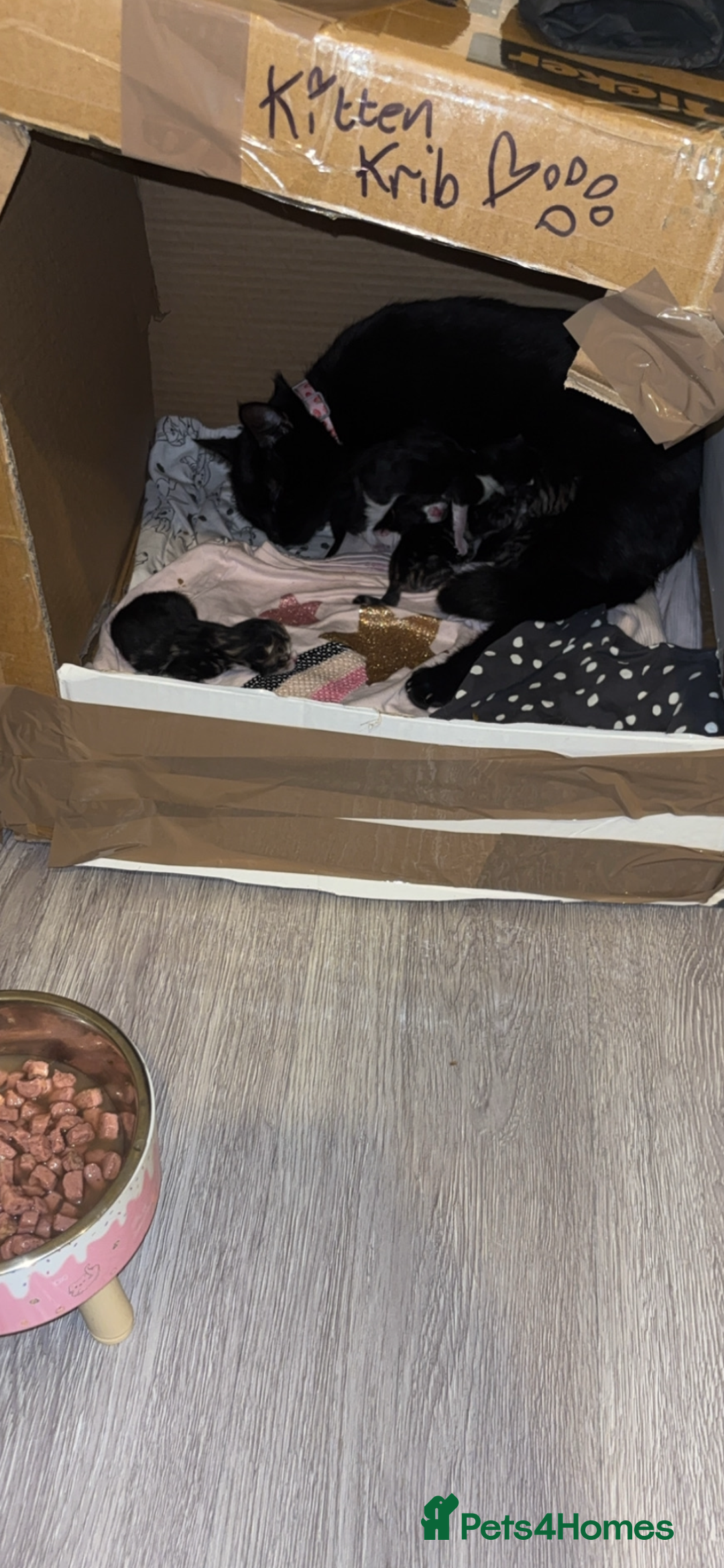 Mixed Breed cats for sale: 4 beautiful kittens for sale, available Halloween - Image 10