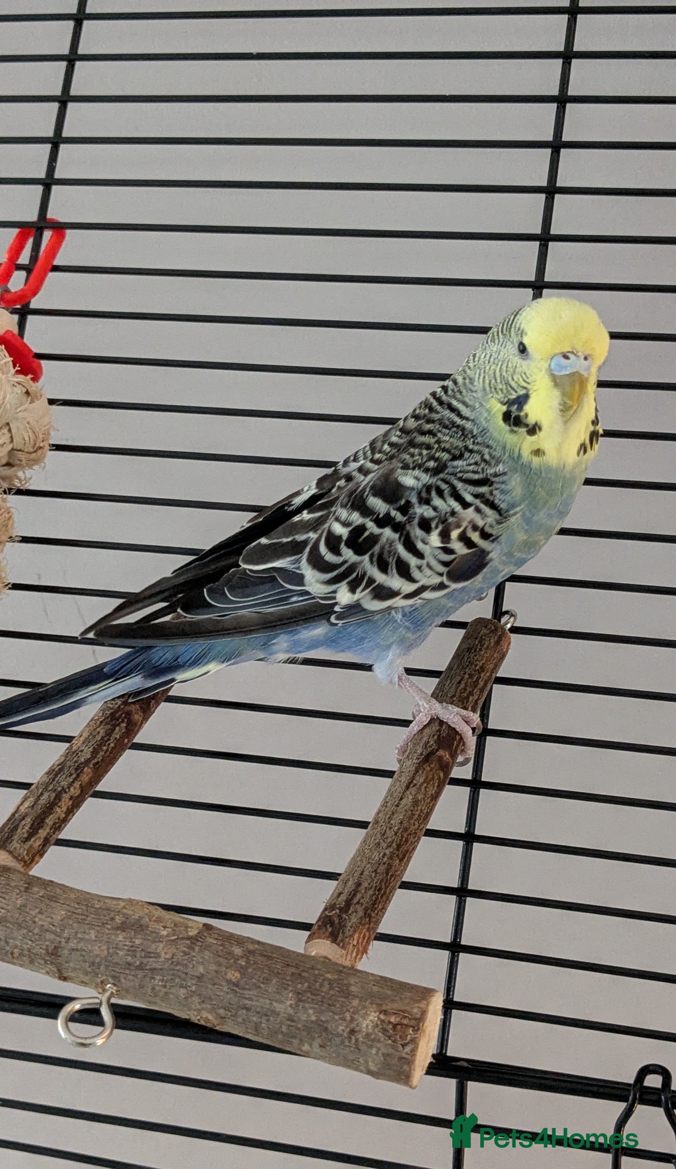 Budgerigars birds Budgies for sale  - Advert 5