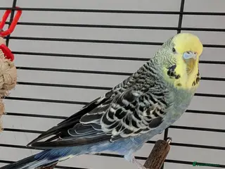 Budgerigars birds Budgies for sale - Advert 5