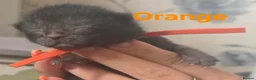Mixed Breed cats for sale: 6 beautiful maine coon X  in Clacton-on-Sea - Advert 13