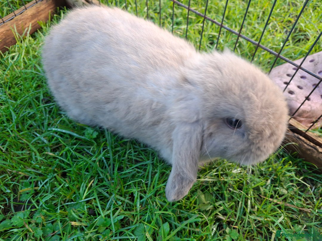 Mini Lop rabbits for sale: Baby Mini Lops - Advert 5