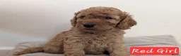 Cockapoo dogs for sale: Cockapoo Puppies - Advert 8