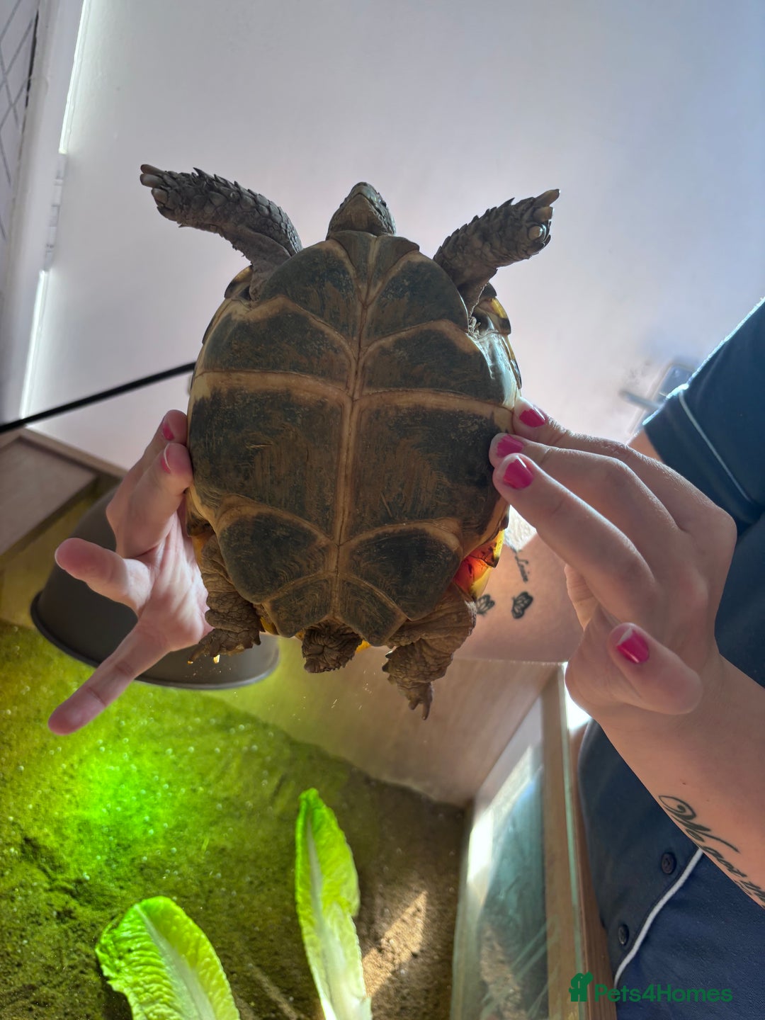 Tortoise reptiles for sale: Tortiouses  - Image 6