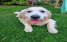 Golden Retriever dogs for stud: Proven KC Golden Stud - Image 1