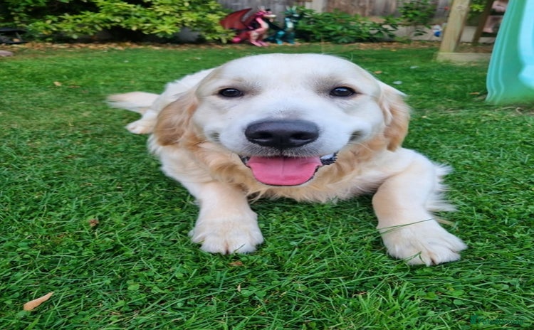 Golden Retriever dogs - Advert 4