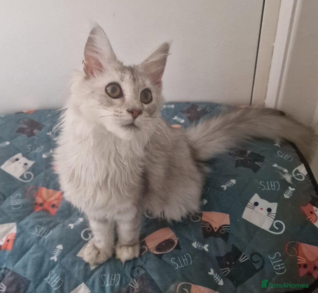 Maine Coon cats for sale:  high Silver smoke maine coon  - Image 3