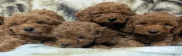 Toy Poodle dogs for sale: Stunning DNA Clear Toy Mini Poodle Puppies  - Advert 4