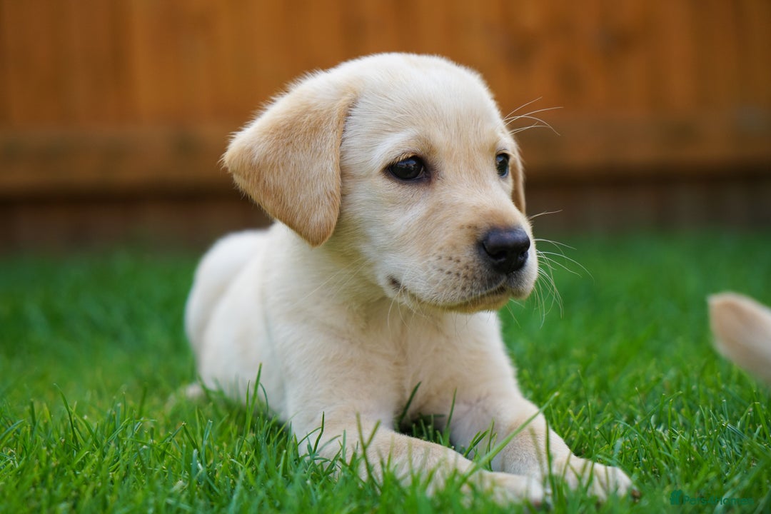 Labrador Retriever dogs for sale: Exceptional Health Tested KC Labrador Puppies - Image 8