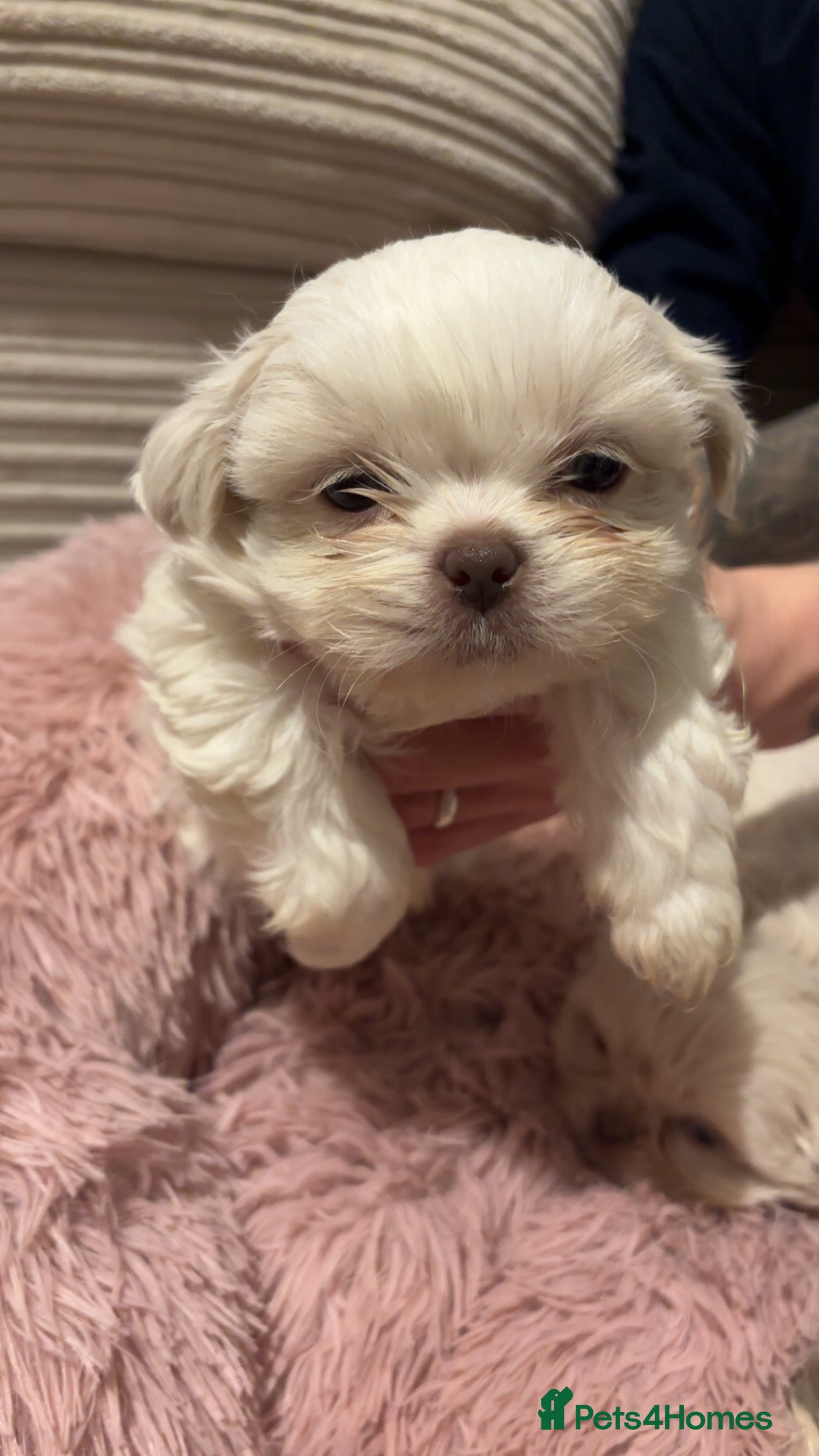 Shih Tzu dogs lilic boy shih Tzu left - Advert 20